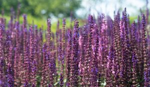 Preview wallpaper lavender, flowers, plant, field, purple, macro