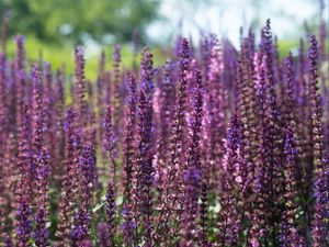 Preview wallpaper lavender, flowers, plant, field, purple, macro