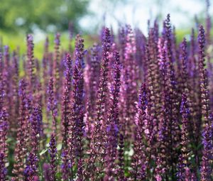 Preview wallpaper lavender, flowers, plant, field, purple, macro