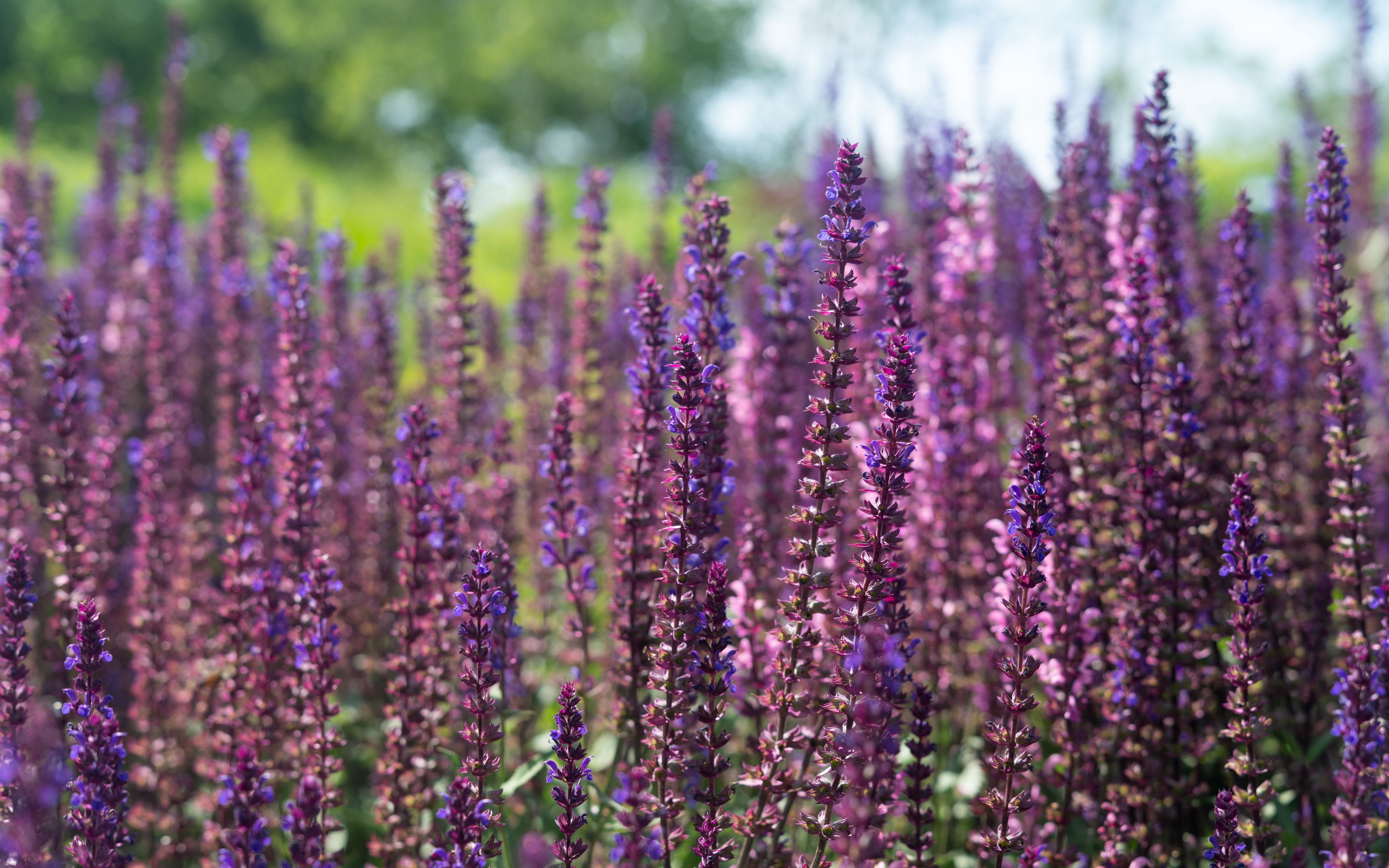 Download wallpaper 3840x2400 lavender, flowers, plant, field, purple ...