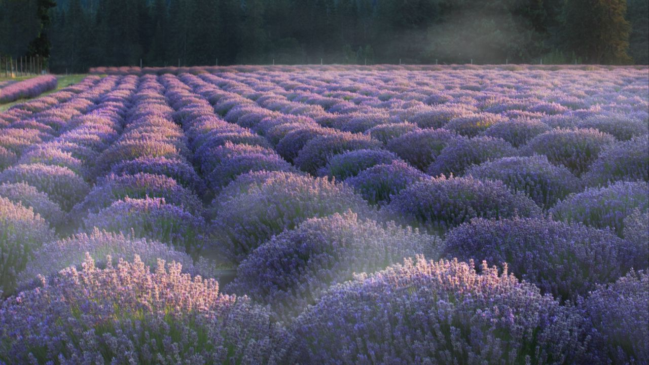 Wallpaper lavender, flowers, plantation, field, landscape