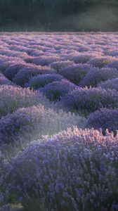 Preview wallpaper lavender, flowers, plantation, field, landscape