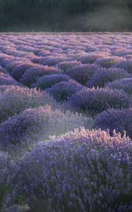 Preview wallpaper lavender, flowers, plantation, field, landscape