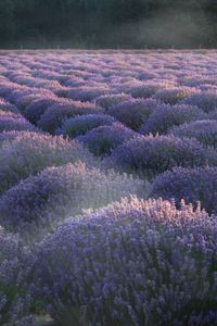 Preview wallpaper lavender, flowers, plantation, field, landscape