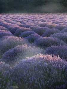 Preview wallpaper lavender, flowers, plantation, field, landscape