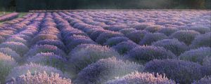 Preview wallpaper lavender, flowers, plantation, field, landscape