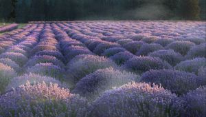 Preview wallpaper lavender, flowers, plantation, field, landscape