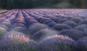 Preview wallpaper lavender, flowers, plantation, field, landscape