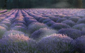 Preview wallpaper lavender, flowers, plantation, field, landscape