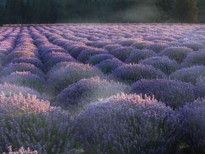 Preview wallpaper lavender, flowers, plantation, field, landscape