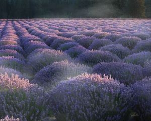 Preview wallpaper lavender, flowers, plantation, field, landscape