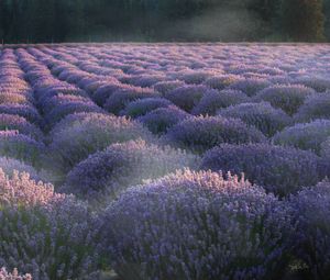 Preview wallpaper lavender, flowers, plantation, field, landscape