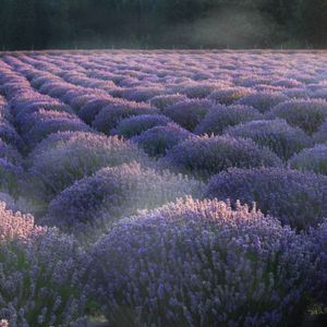 Preview wallpaper lavender, flowers, plantation, field, landscape