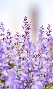 Preview wallpaper lavender, flowers, plants, field, purple