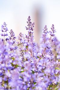 Preview wallpaper lavender, flowers, plants, field, purple
