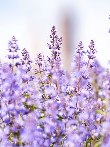 Preview wallpaper lavender, flowers, plants, field, purple