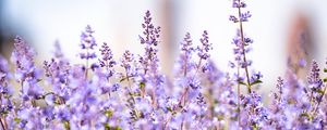 Preview wallpaper lavender, flowers, plants, field, purple