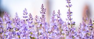 Preview wallpaper lavender, flowers, plants, field, purple