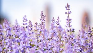 Preview wallpaper lavender, flowers, plants, field, purple