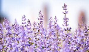Preview wallpaper lavender, flowers, plants, field, purple