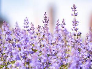 Preview wallpaper lavender, flowers, plants, field, purple