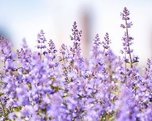 Preview wallpaper lavender, flowers, plants, field, purple