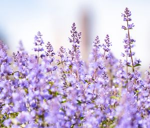 Preview wallpaper lavender, flowers, plants, field, purple