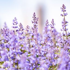 Lavender old mobile cell phone smartphone wallpapers hd desktop  backgrounds 240x320 images and pictures