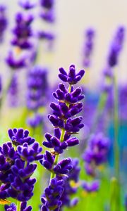 Preview wallpaper lavender, flowers, plants, purple, macro
