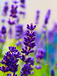 Preview wallpaper lavender, flowers, plants, purple, macro