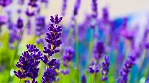 Preview wallpaper lavender, flowers, plants, purple, macro