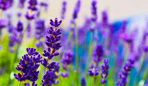 Preview wallpaper lavender, flowers, plants, purple, macro