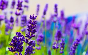 Preview wallpaper lavender, flowers, plants, purple, macro