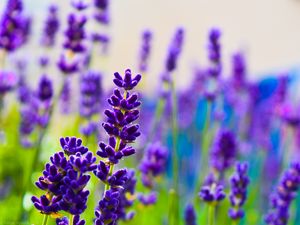 Preview wallpaper lavender, flowers, plants, purple, macro