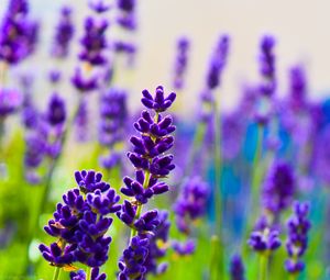 Preview wallpaper lavender, flowers, plants, purple, macro