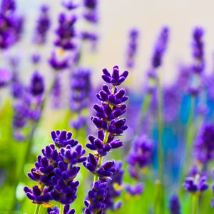 Preview wallpaper lavender, flowers, plants, purple, macro