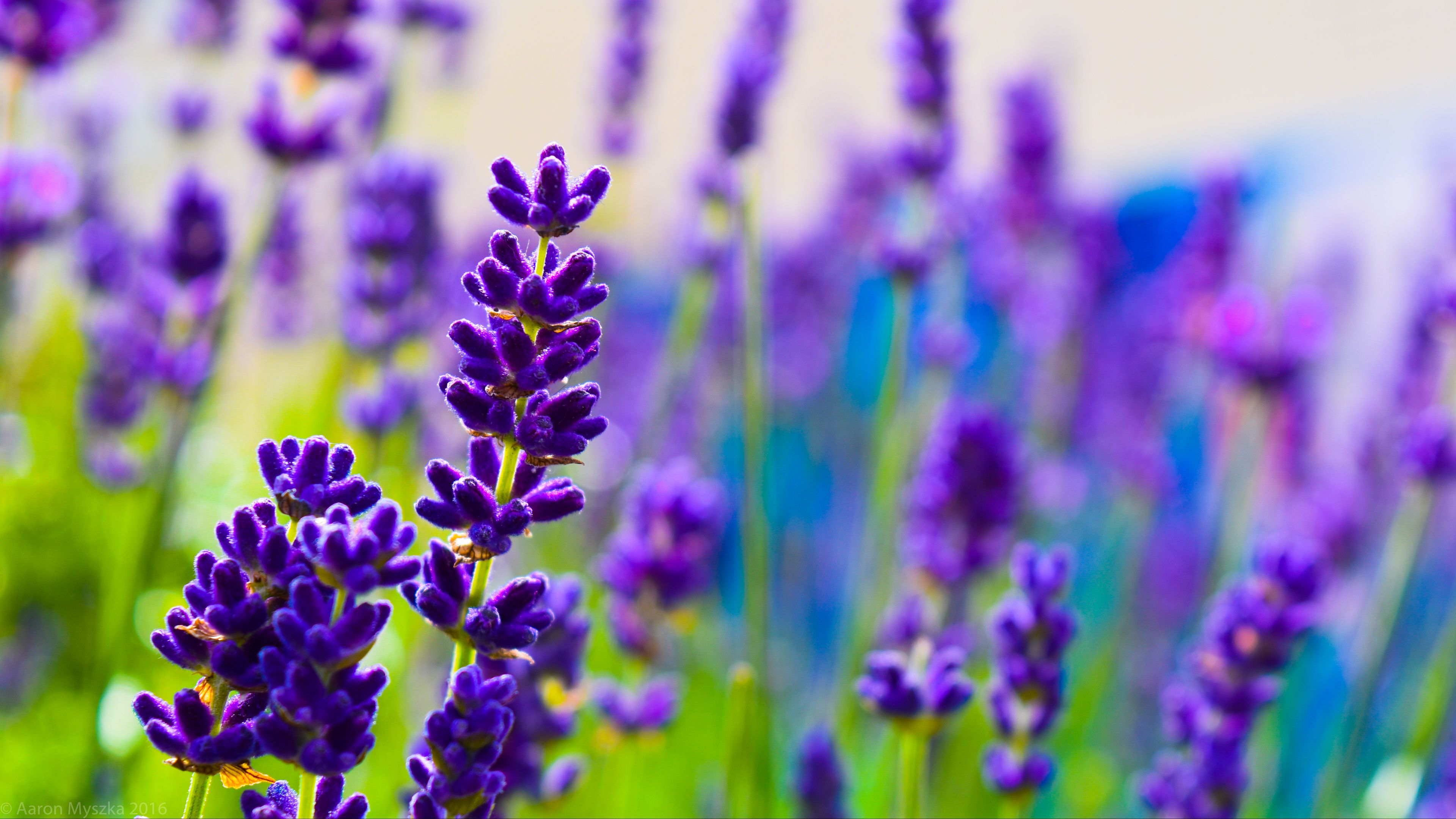 Download Wallpaper 3840x2160 Lavender Flowers Plants Purple Macro