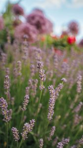 Preview wallpaper lavender, flowers, plants, macro