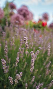 Preview wallpaper lavender, flowers, plants, macro