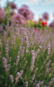 Preview wallpaper lavender, flowers, plants, macro