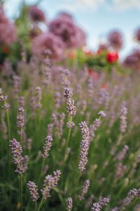 Preview wallpaper lavender, flowers, plants, macro