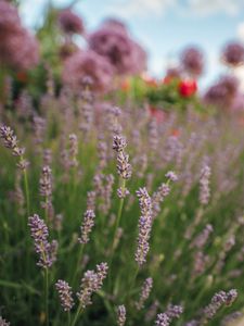 Preview wallpaper lavender, flowers, plants, macro