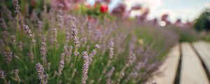 Preview wallpaper lavender, flowers, plants, macro