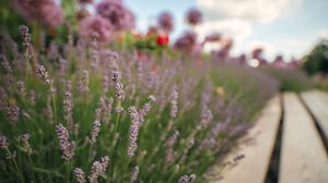 Preview wallpaper lavender, flowers, plants, macro