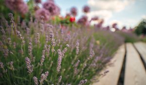 Preview wallpaper lavender, flowers, plants, macro
