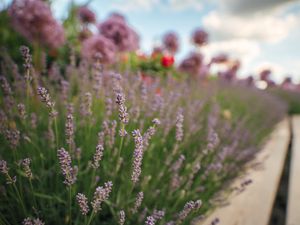 Preview wallpaper lavender, flowers, plants, macro