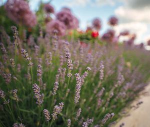 Preview wallpaper lavender, flowers, plants, macro