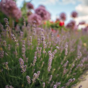 Preview wallpaper lavender, flowers, plants, macro