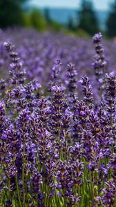 Preview wallpaper lavender, flowers, plants, field, purple, macro