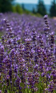 Preview wallpaper lavender, flowers, plants, field, purple, macro